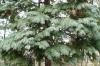 Chamaecyparis lawsoniana